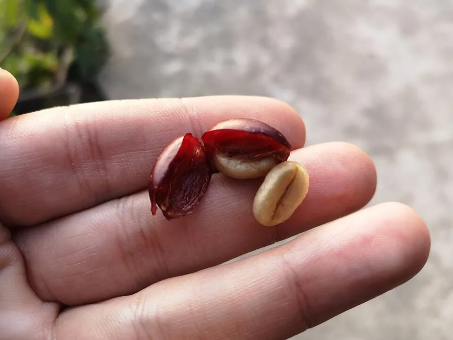 An open coffee cherry held in a hand