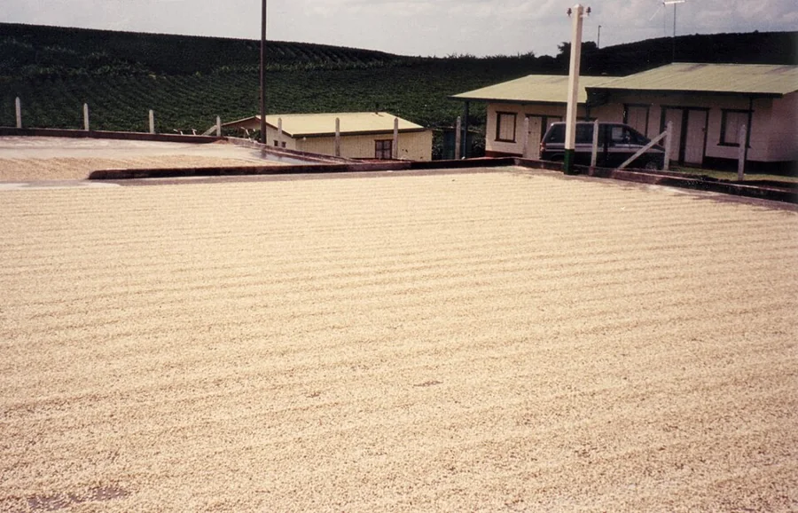 Coffee beans spread to dry on a large patio