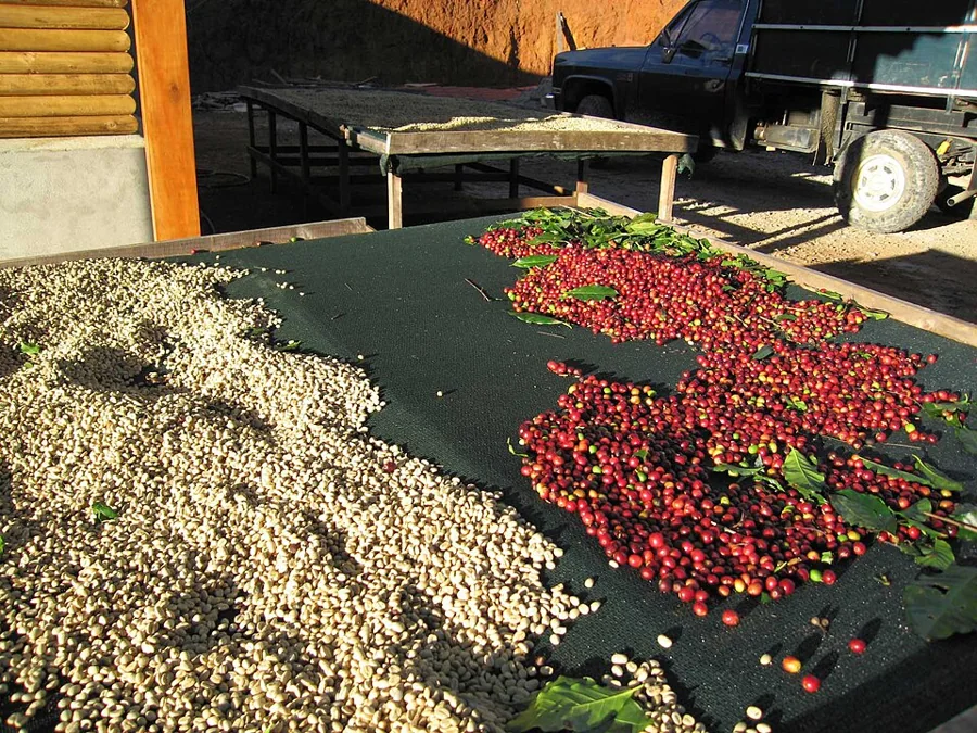 Green and red coffee cherries drying on raised beds