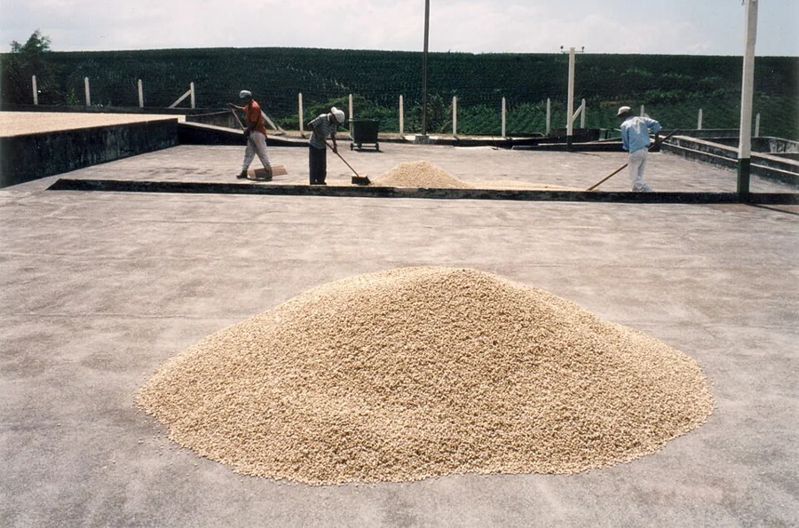 A pile of dried coffee on a drying patio